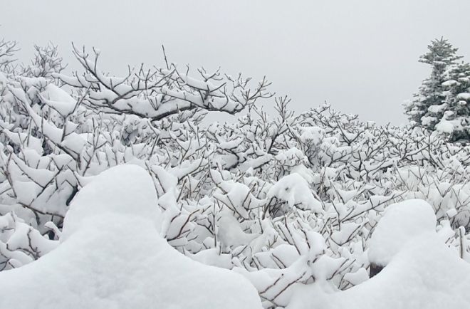 На горы в Южной Корее обрушился несезонный снегопад 