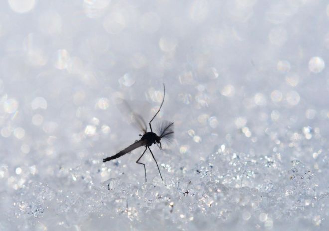 До Антарктиды впервые добрались обыкновенные комары