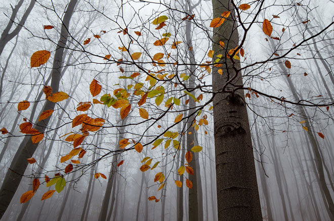 «Желтое» предупреждение: ряд областей Украины 19 ноября окутает туман