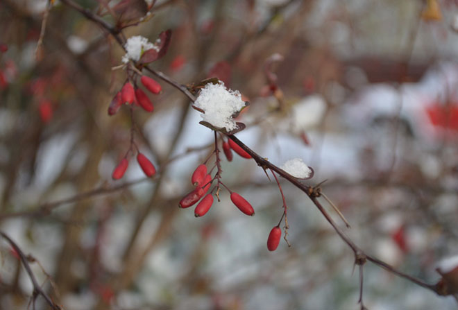 Погода в Украине 21 ноября: пройдут небольшие дожди и снег