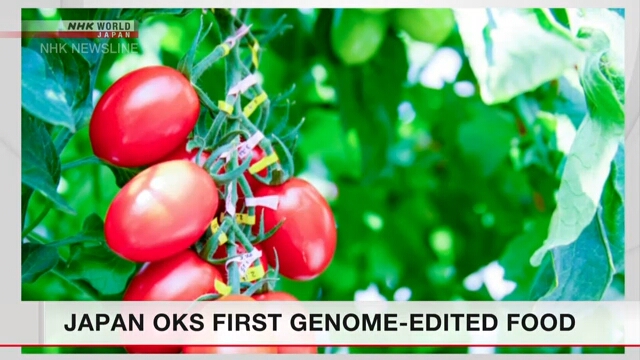 Япония одобрила продажу первого продукта с модифицированным геномом