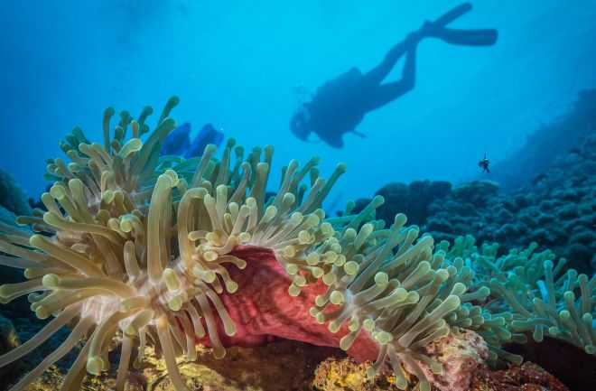 У восточного побережья Африки найден уникальный коралловый сад