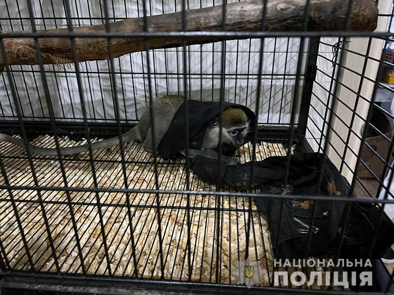 У Києві затримали ділків, які торгували тиграми й єнотами (фото)