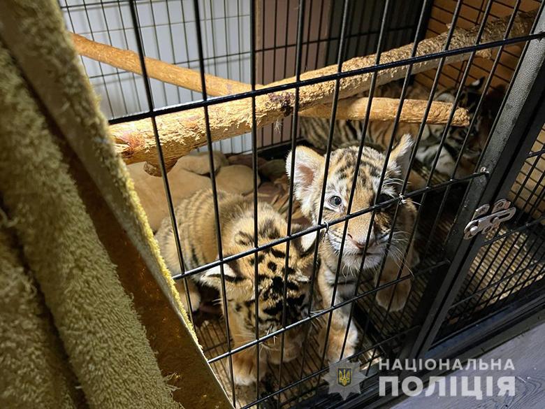 У Києві затримали ділків, які торгували тиграми й єнотами (фото)