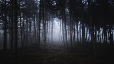 Ліс
