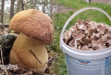 Гриби