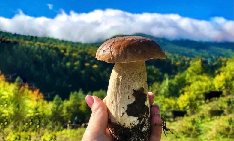 Гриби