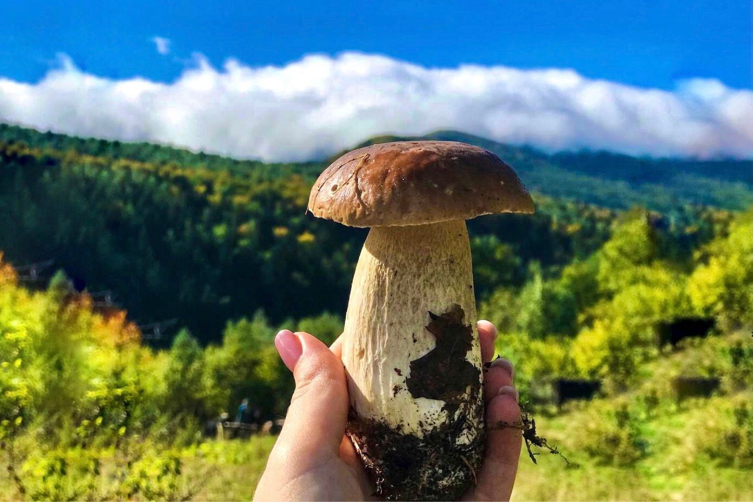 Гриби