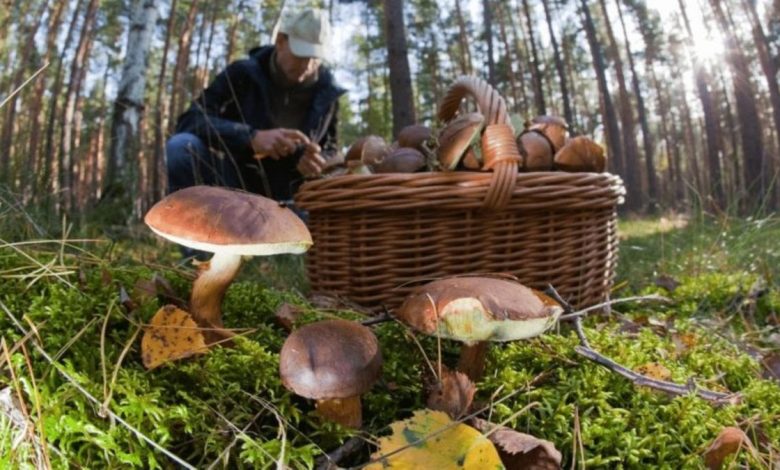Гриби