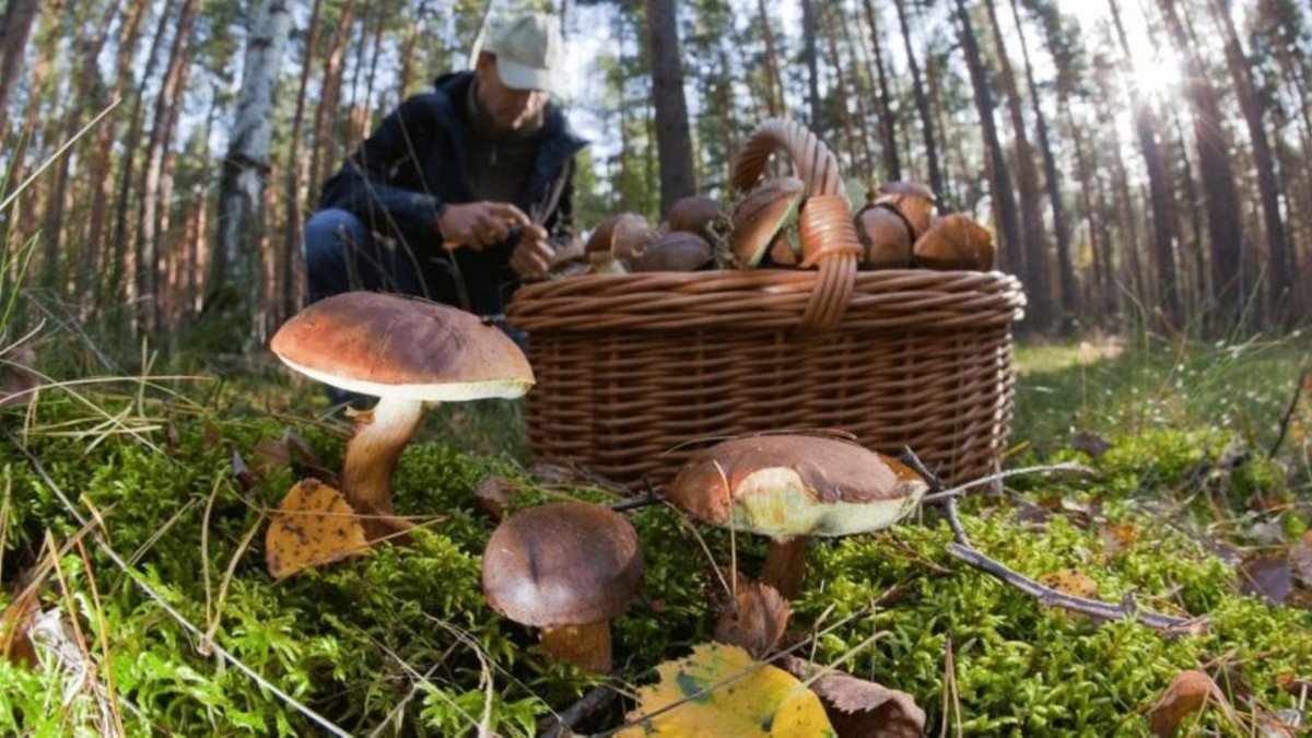 Гриби