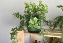 Як доглядати за хедерою (кімнатним плющем)