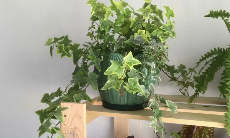 Як доглядати за хедерою (кімнатним плющем)