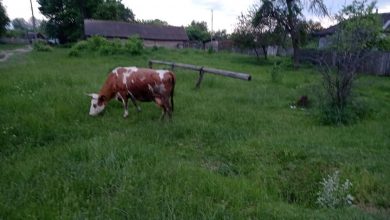 Корова на пасовищі у селі Вихвостів на Чернігівщині