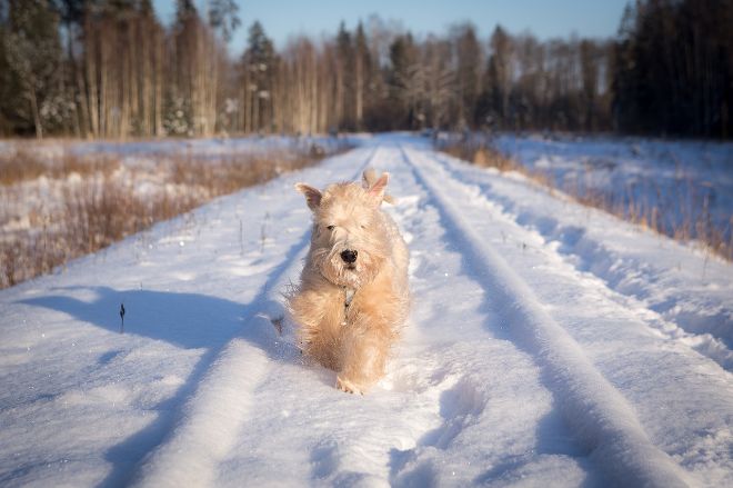 Погода в Украине 17 января: морозно, местами пройдет снег