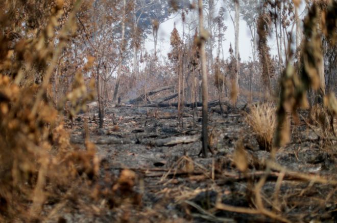 В октябре количество пожаров в лесах Амазонии превысило 17 тыс.