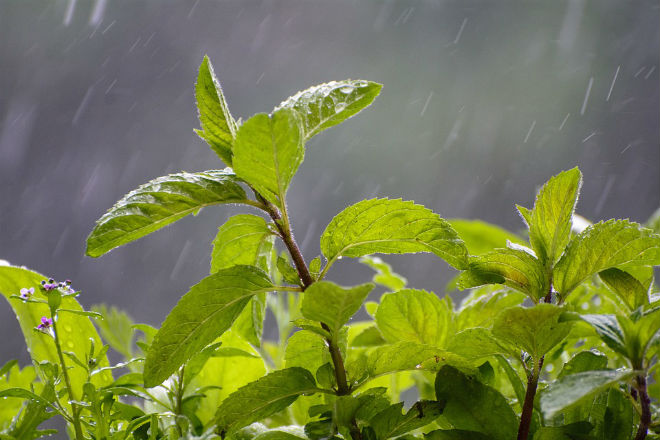 Погода в Украине 17 мая: ожидаются дожди, местами пройдут ливни