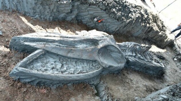 	В Таиланде нашли скелет кита: ему около 4 тысяч лет (фото)