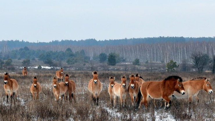 В Чернобыльской зоне браконьеры убили лошадей Пржевальского