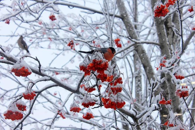 14 января в Украине местами пройдет снег, ночью похолодает до −11 °С