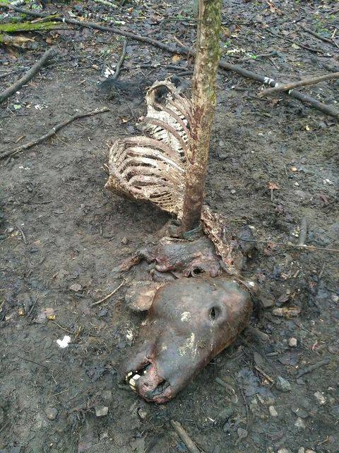 В Чернобыльской зоне браконьеры убили лошадей Пржевальского (фото 18+)