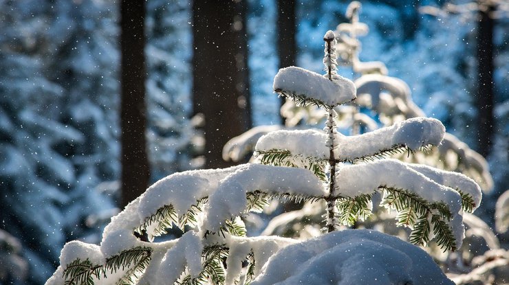 Сильные морозы и много снега: синоптики дали прогноз погоды на февраль