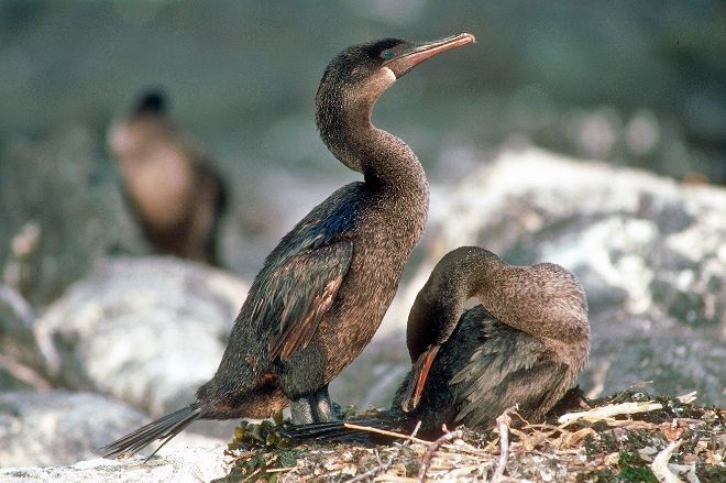 На Галапагосах отмечено рекордное увеличение числа пингвинов и бакланов
